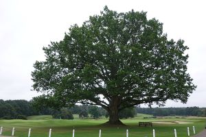 Sunningdale (New) Tree